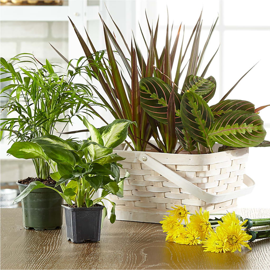 Florist Designed Blooming and Green Plants in a Basket – Cheapflowers.com, Tontitown AR