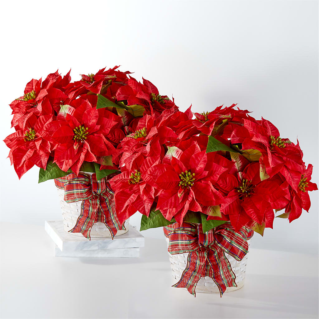 Happiest Holidays Poinsettia Bundle – Cheapflowers.com, Tontitown AR