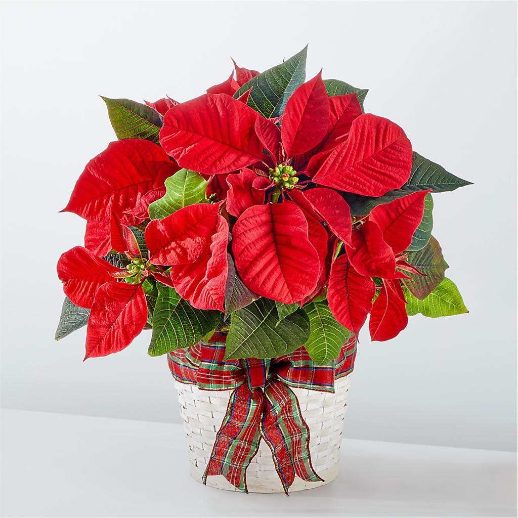 Happiest Holidays Poinsettia – Cheapflowers.com, Tontitown AR