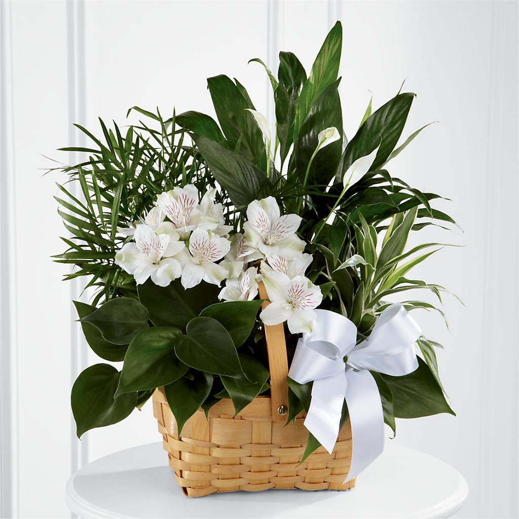 Peace & Serenity Dishgarden – Cheapflowers.com, Tontitown AR