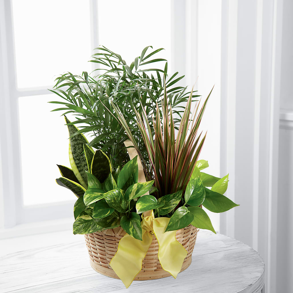 French Garden – Cheapflowers.com, Tontitown AR