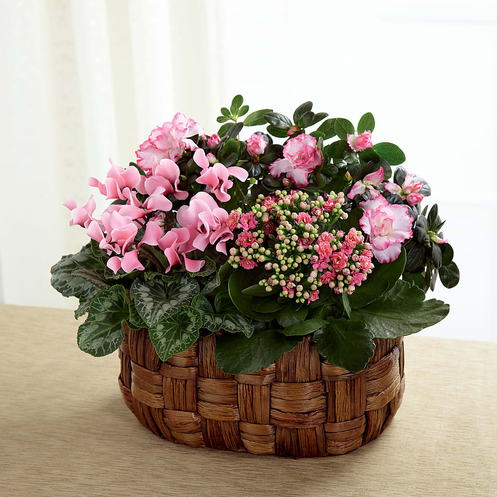 Pink Assortment – Cheapflowers.com, Tontitown AR