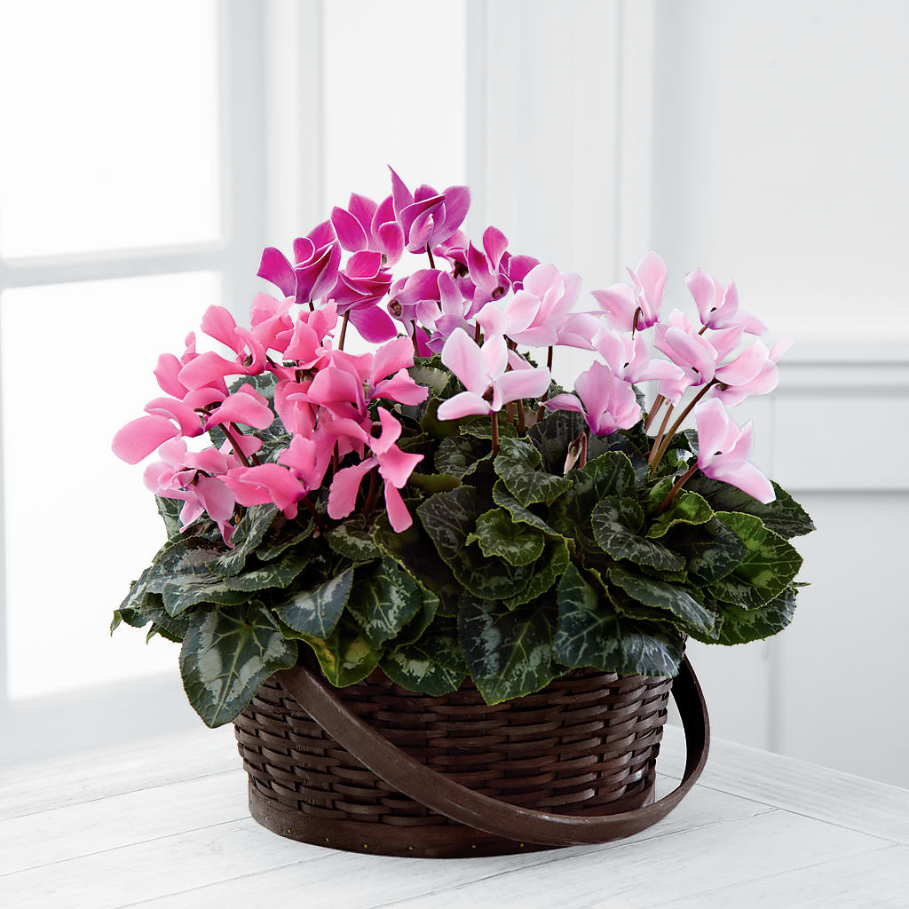 Mixed Cyclamen Planter – Cheapflowers.com, Tontitown AR