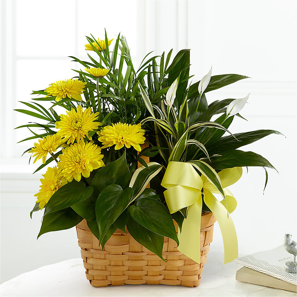 Loving Light Dishgarden – Cheapflowers.com, Tontitown AR
