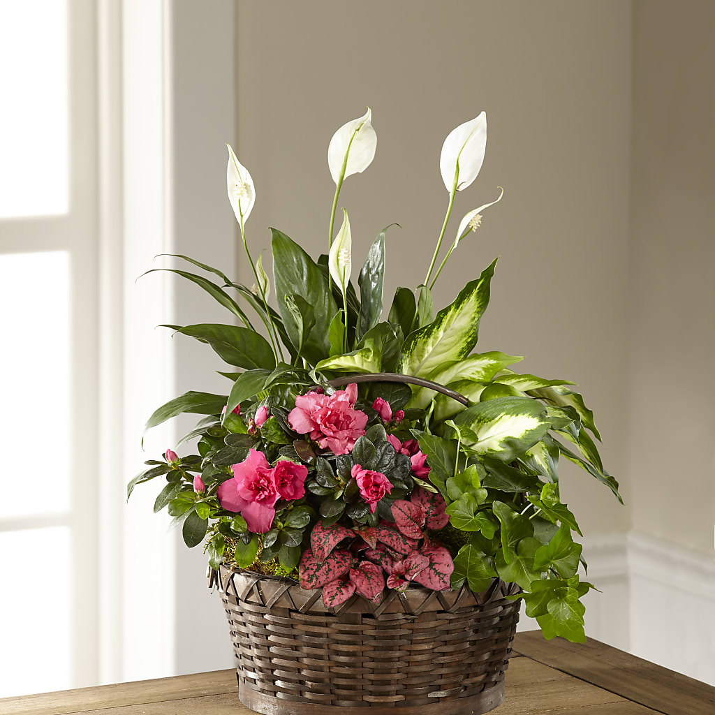 Dream in Pink Dishgarden – Cheapflowers.com, Tontitown AR