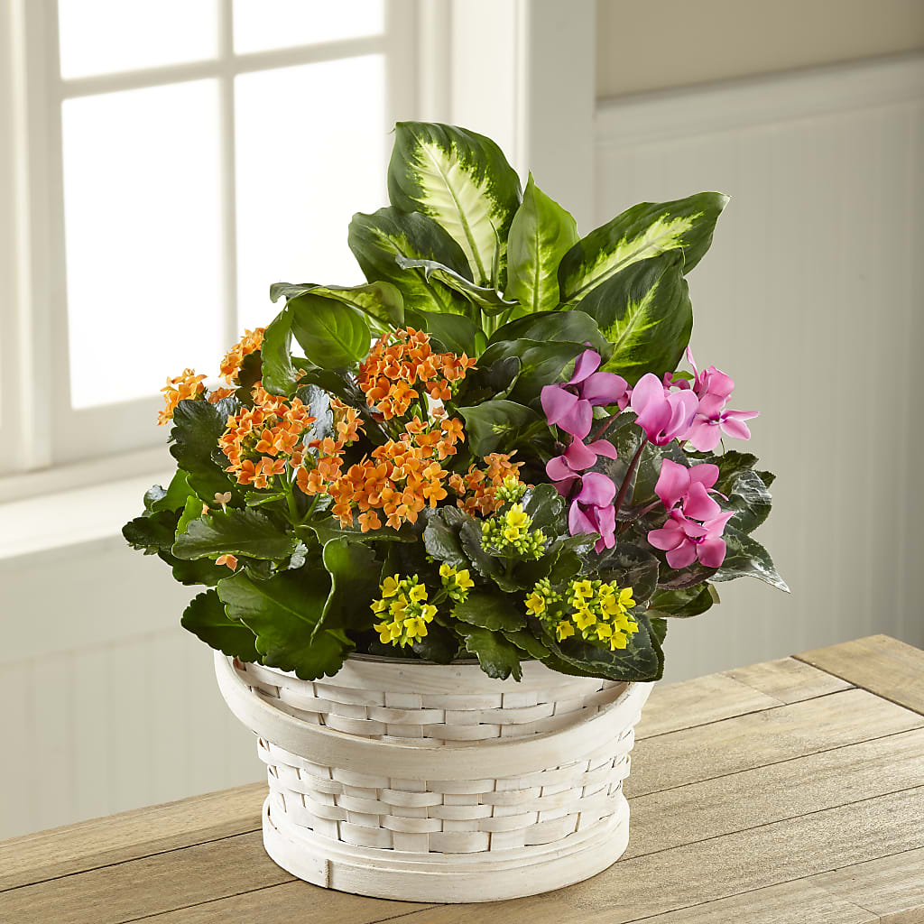 Color Crush Dishgarden – Cheapflowers.com, Tontitown AR