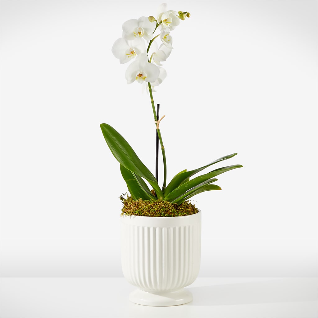 Whispering White Orchid – Cheapflowers.com, Tontitown AR