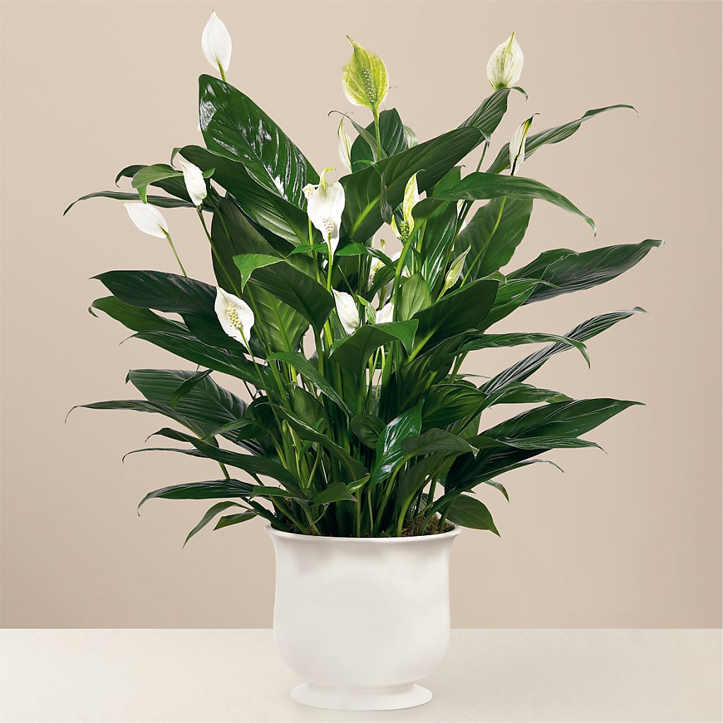 Comfort Planter – Cheapflowers.com, Tontitown AR