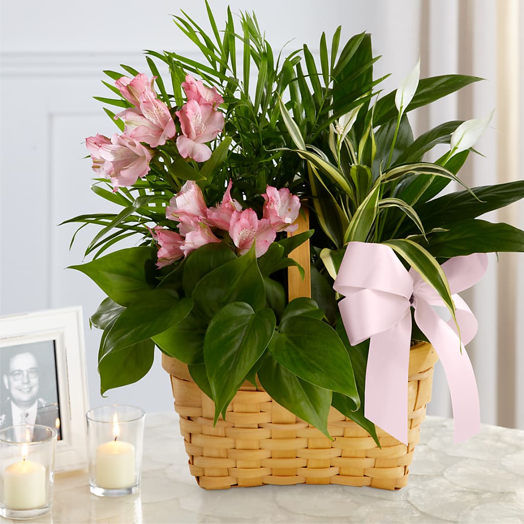 Living Spirit Dishgarden – Cheapflowers.com, Tontitown AR