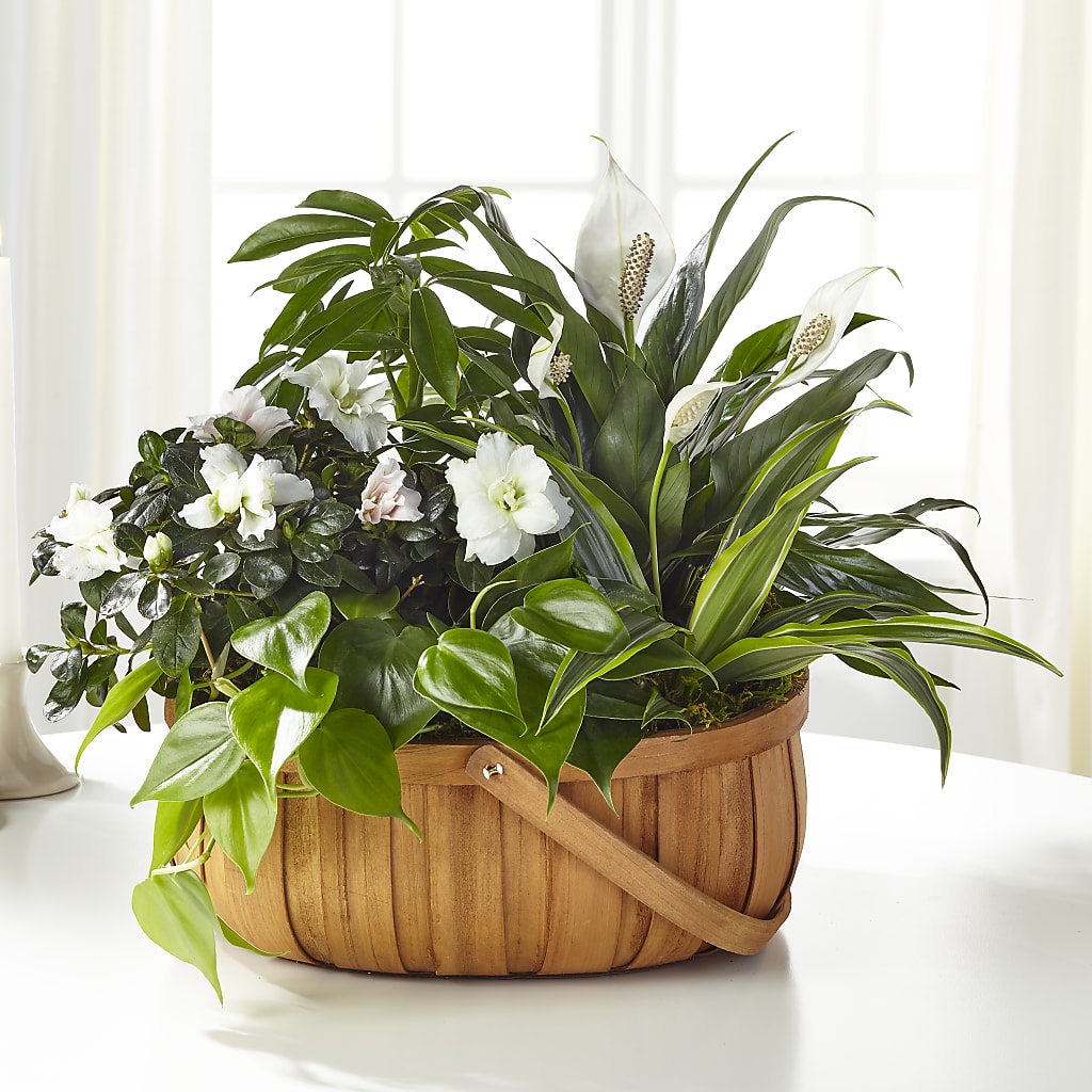 Serene Dishgarden – Cheapflowers.com, Tontitown AR