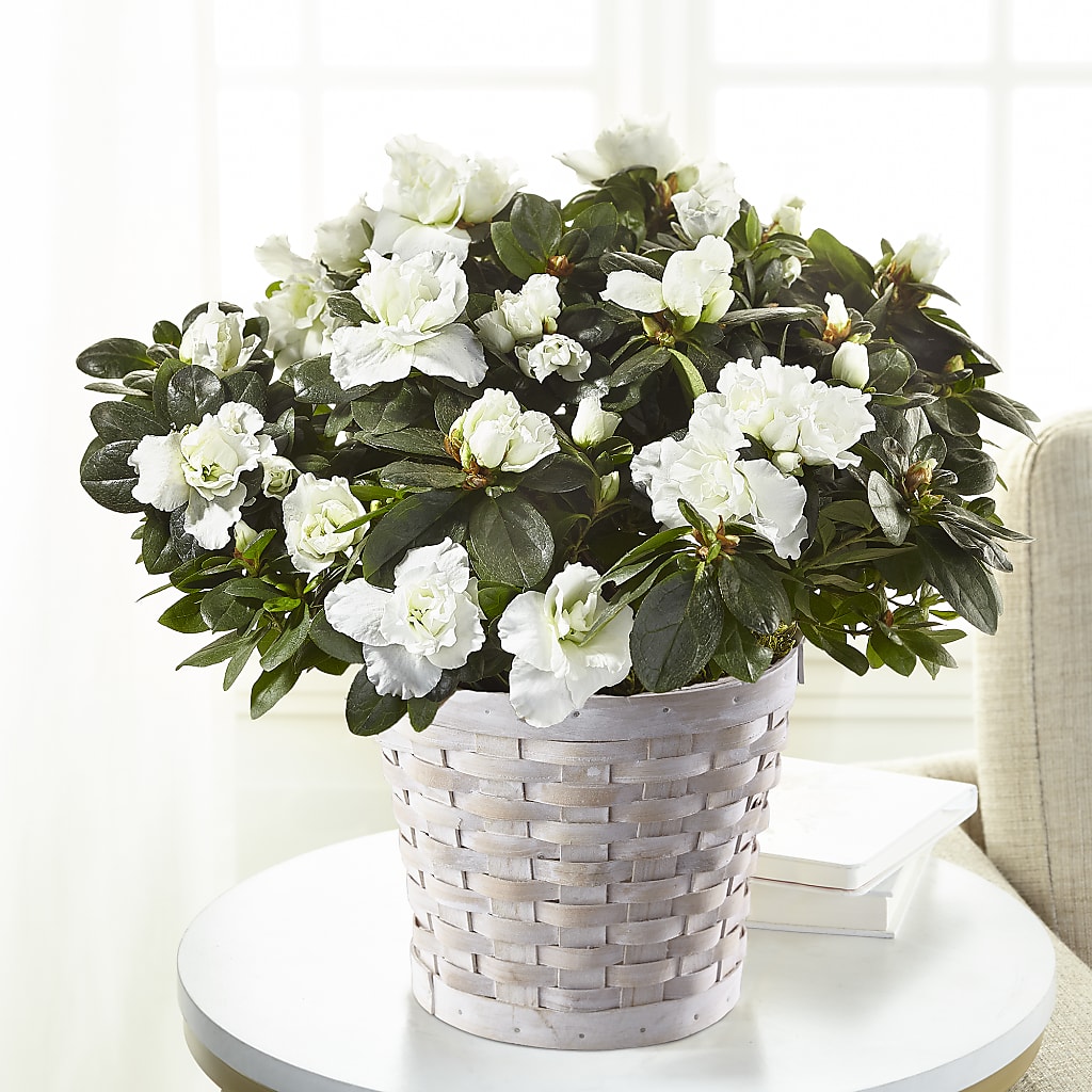 White Azalea Plant – Cheapflowers.com, Tontitown AR