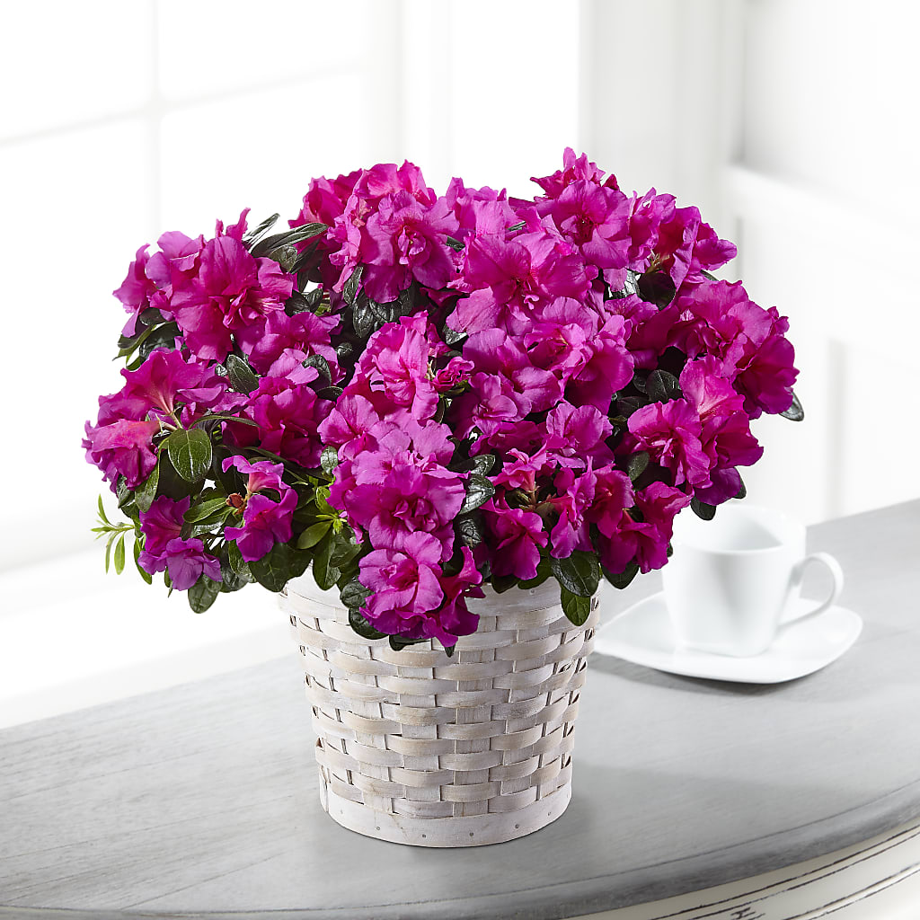 Hope & Serenity Azalea Plant – Cheapflowers.com, Tontitown AR