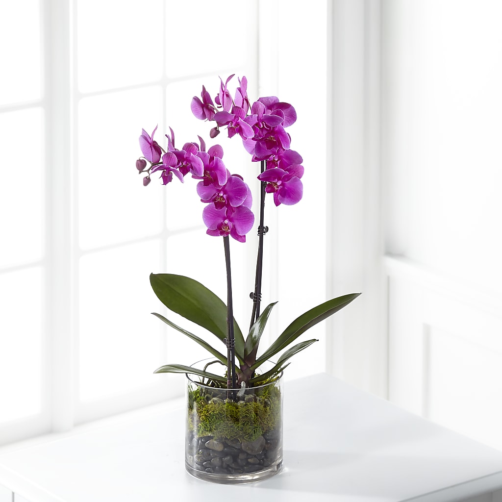 Pink Orchid Plant – Cheapflowers.com, Tontitown AR