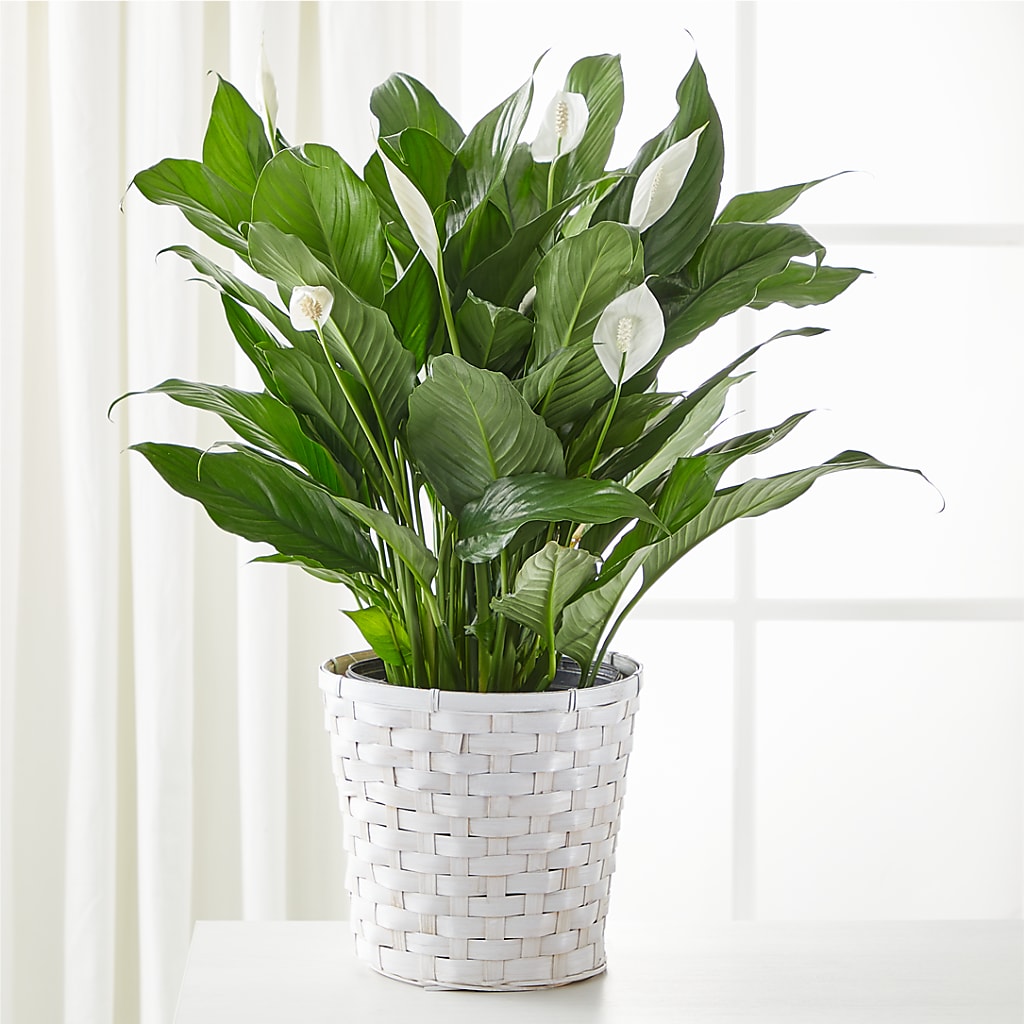 A New Leaf Peace Lily – Cheapflowers.com, Tontitown AR