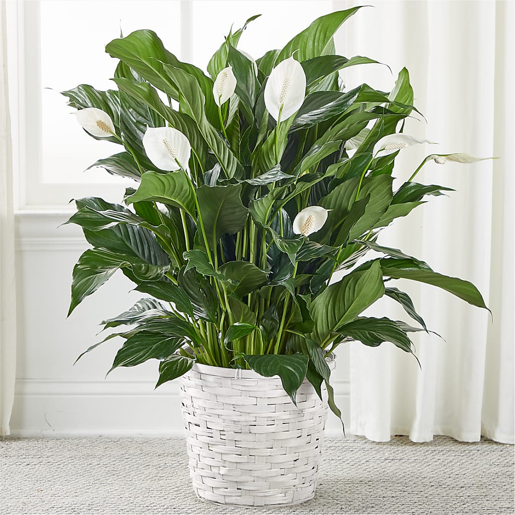 A New Leaf Peace Lily – Cheapflowers.com, Tontitown AR