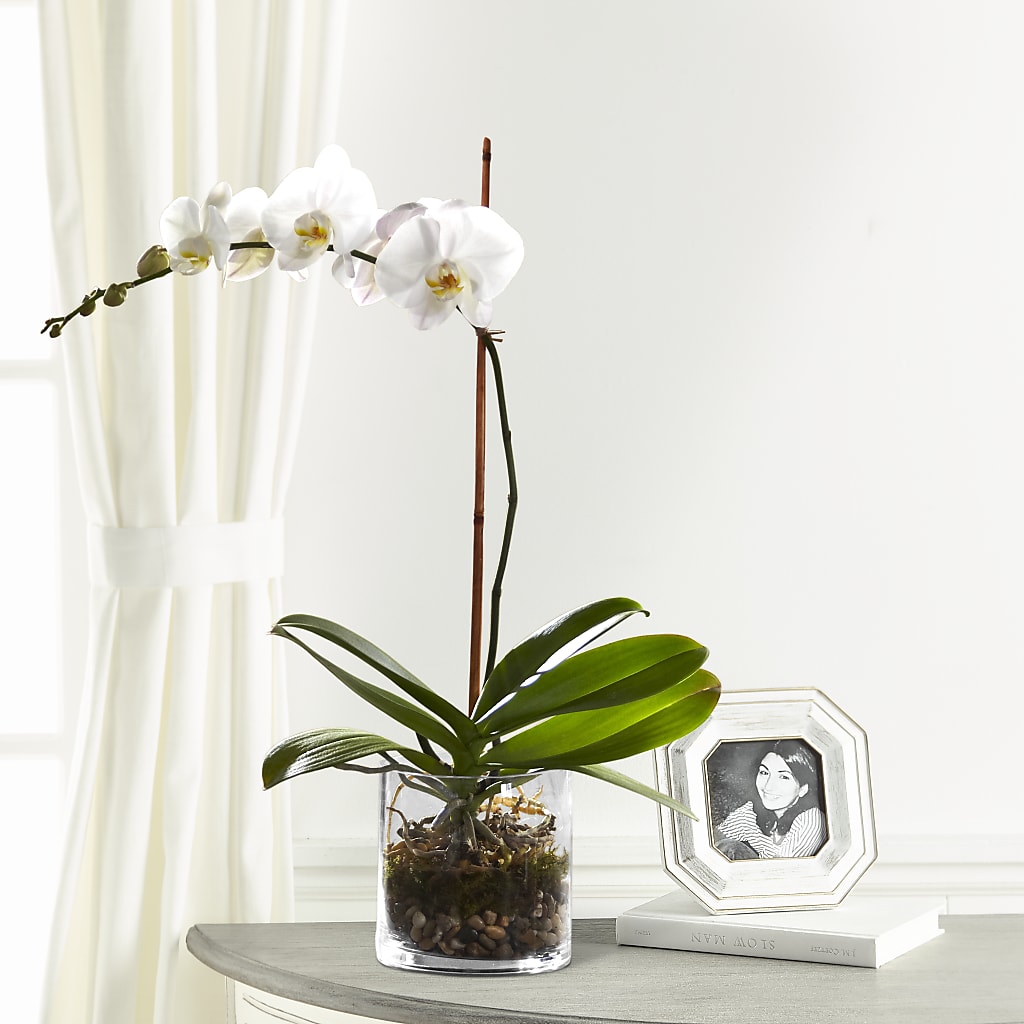 White Orchid Planter – Cheapflowers.com, Tontitown AR