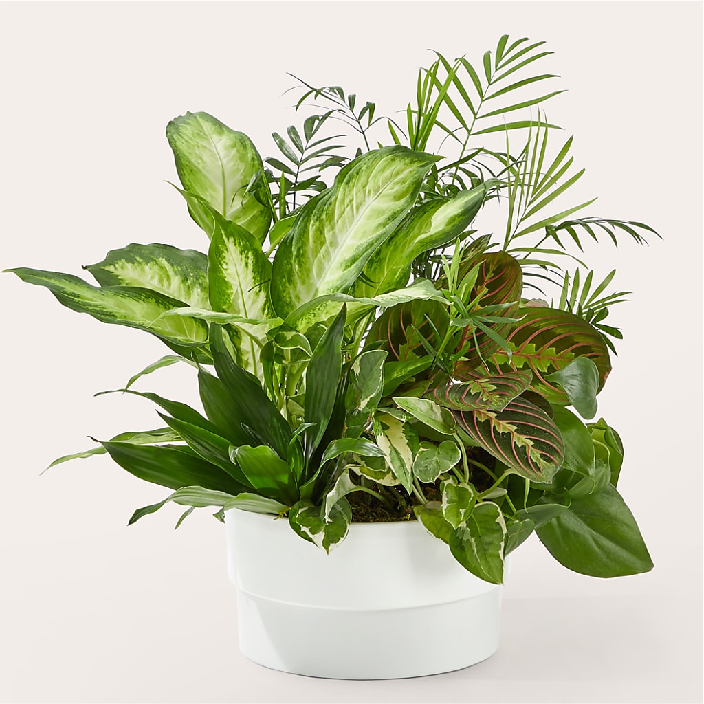 Radiating Positivity Dishgarden – Cheapflowers.com, Tontitown AR