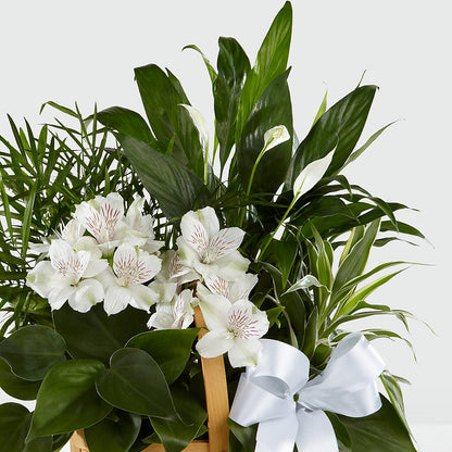 Peace & Serenity Dishgarden –  Cheapflowers.com, Tontitown AR