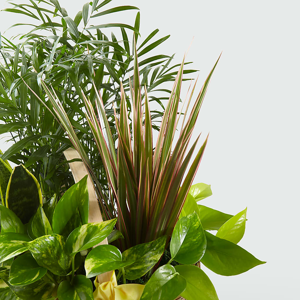 French Garden –  Cheapflowers.com, Tontitown AR
