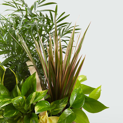 French Garden –  Cheapflowers.com, Tontitown AR