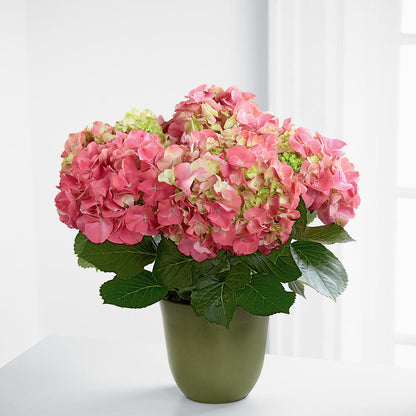 Pink Hydrangea Planter –  Cheapflowers.com, Tontitown AR