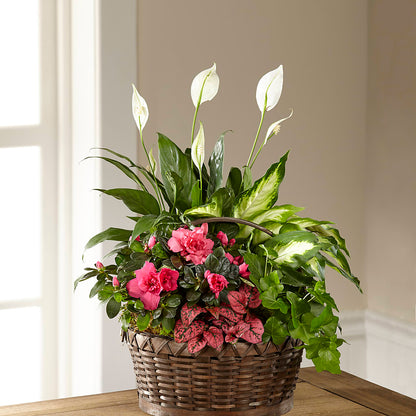 Dream in Pink Dishgarden –  Cheapflowers.com, Tontitown AR