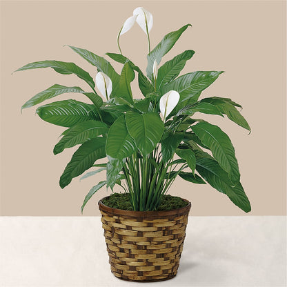 Tranquil Moments Peace Lily Plant –  Cheapflowers.com, Tontitown AR