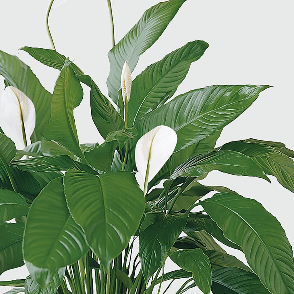 Tranquil Moments Peace Lily Plant –  Cheapflowers.com, Tontitown AR