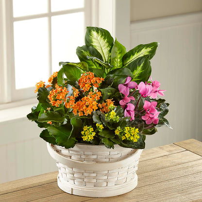 Color Crush Dishgarden –  Cheapflowers.com, Tontitown AR