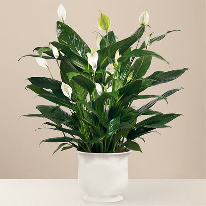 Comfort Planter –  Cheapflowers.com, Tontitown AR