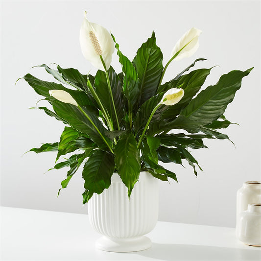Comfort Planter –  Cheapflowers.com, Tontitown AR