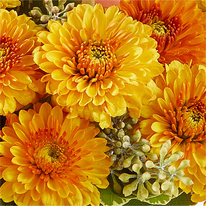 Peachy Pumpkin –  Cheapflowers.com, Tontitown AR