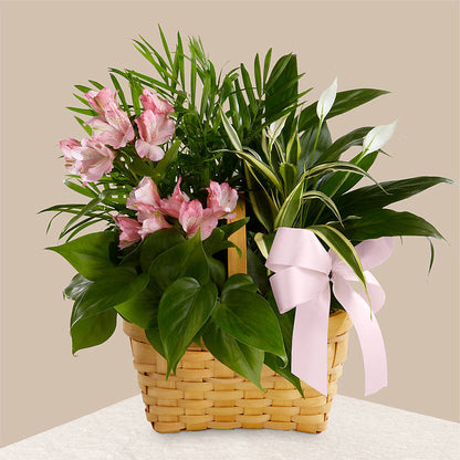 Living Spirit Dishgarden –  Cheapflowers.com, Tontitown AR
