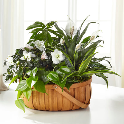 Serene Dishgarden –  Cheapflowers.com, Tontitown AR