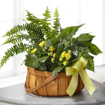 Always Dear Dishgarden –  Cheapflowers.com, Tontitown AR