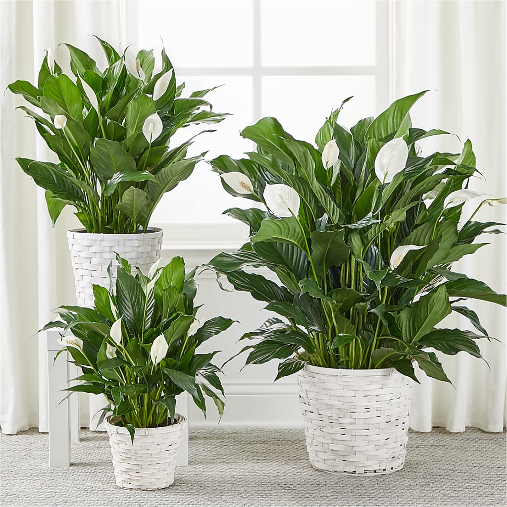 A New Leaf Peace Lily –  Cheapflowers.com, Tontitown AR