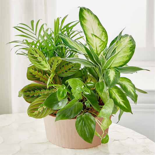 Balance & Harmony Dishgarden –  Cheapflowers.com, Tontitown AR
