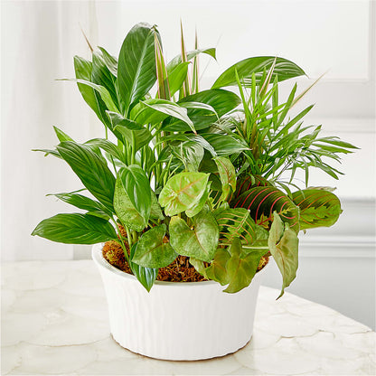 Balance & Harmony Dishgarden –  Cheapflowers.com, Tontitown AR