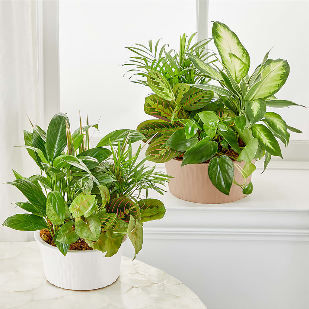 Balance & Harmony Dishgarden –  Cheapflowers.com, Tontitown AR