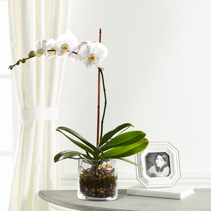 White Orchid Planter –  Cheapflowers.com, Tontitown AR