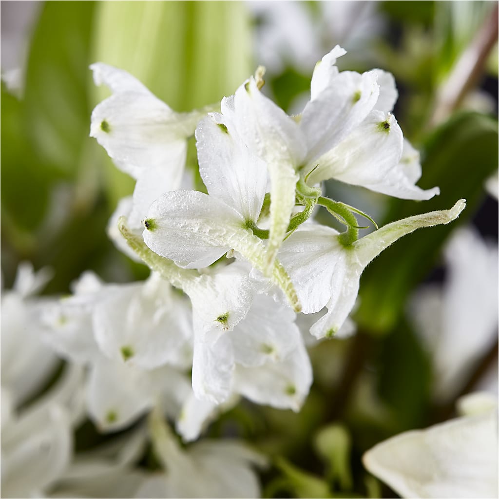 Classic Ivory – A Florist Original –  Cheapflowers.com, Tontitown AR